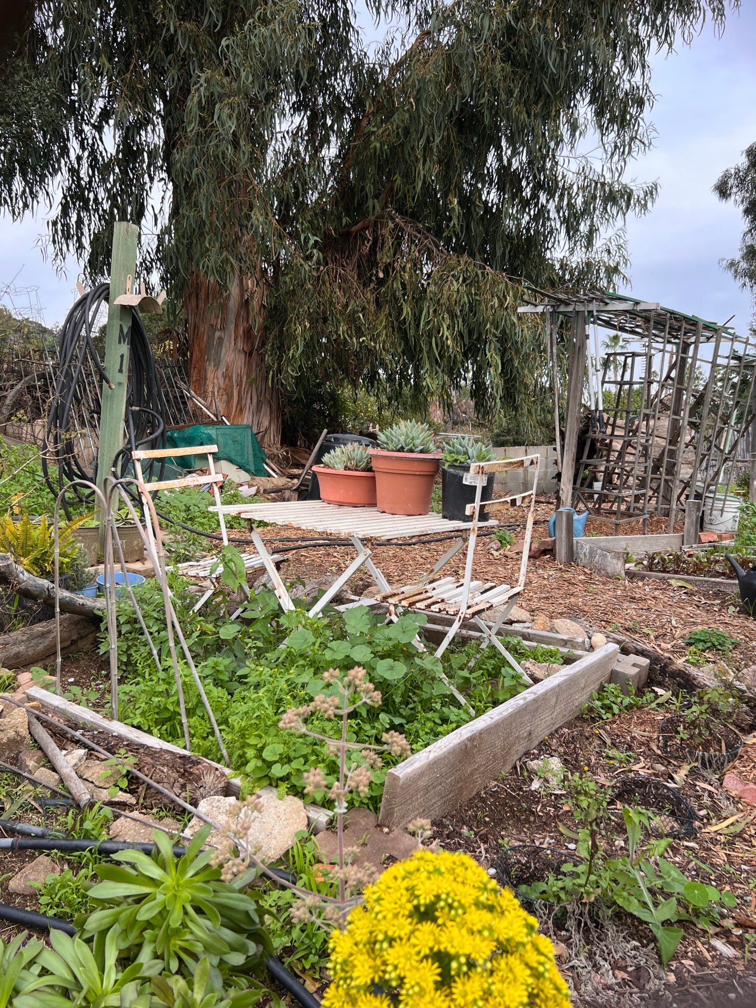 Discover the Best Straw Wattles Near You: Tips, Tricks, and Expert Advice